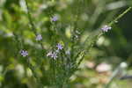 Wing-angle loosestrife